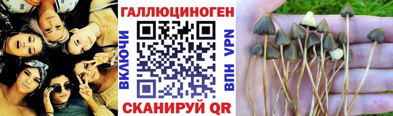 Псилоцибиновые грибы Psilocybe  Бокситогорск 